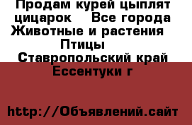 Продам курей цыплят,цицарок. - Все города Животные и растения » Птицы   . Ставропольский край,Ессентуки г.